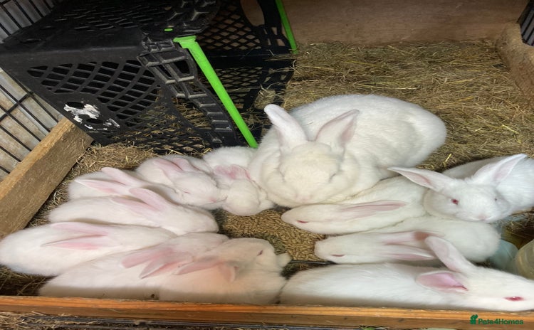 New Zealand rabbits - Advert 2