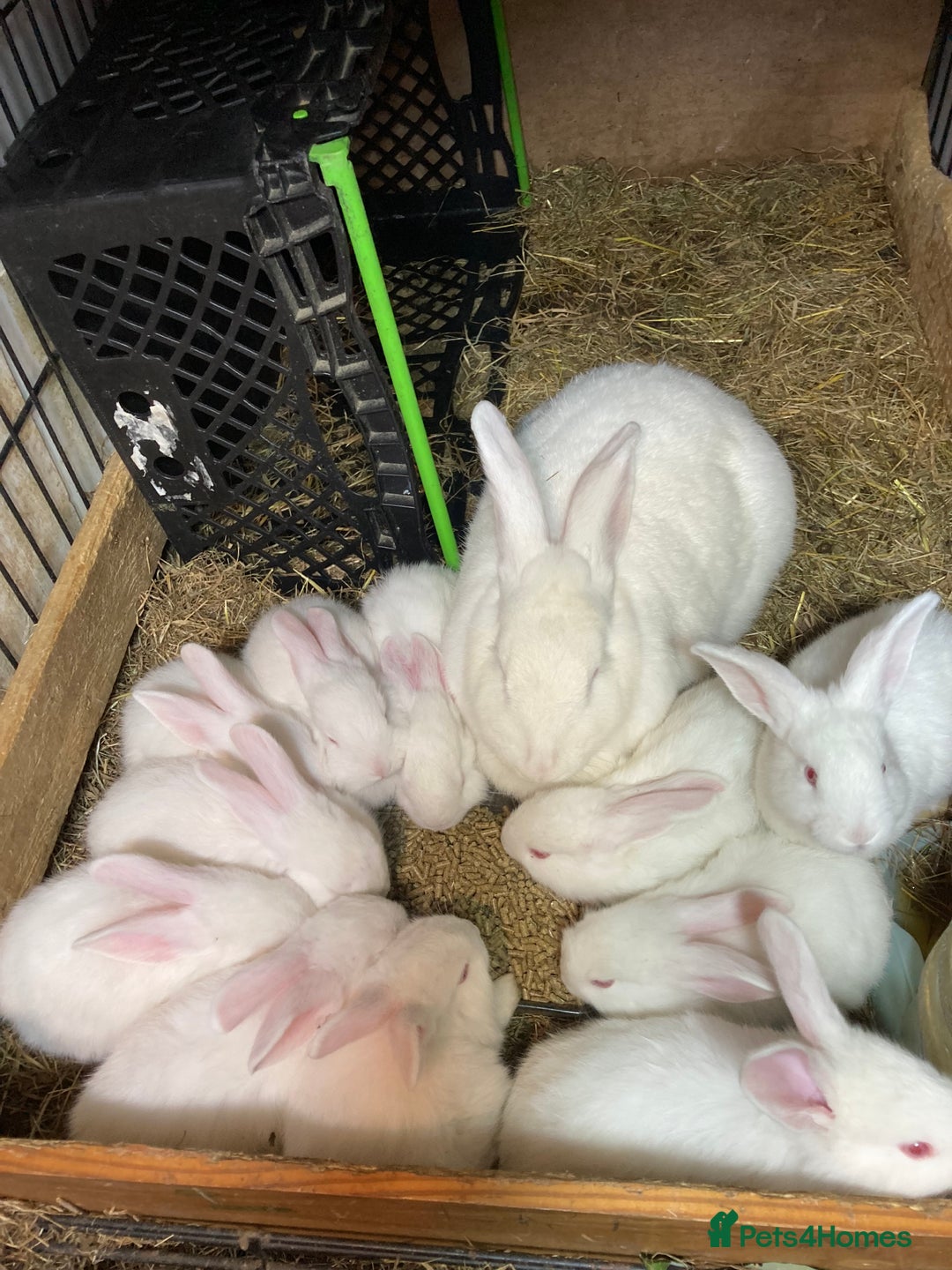 New Zealand rabbits for sale: New Zealand whites - Image 1