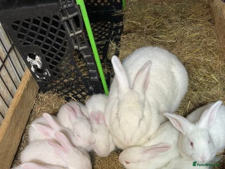 New Zealand rabbits - Advert 10