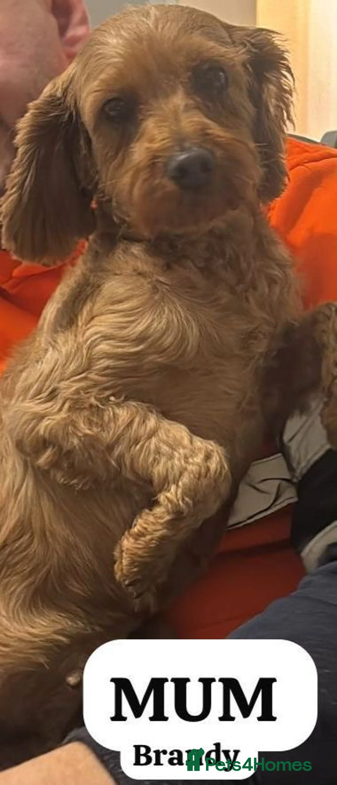 Cavapoo dogs for sale: LAST GIRL !! - Advert 2