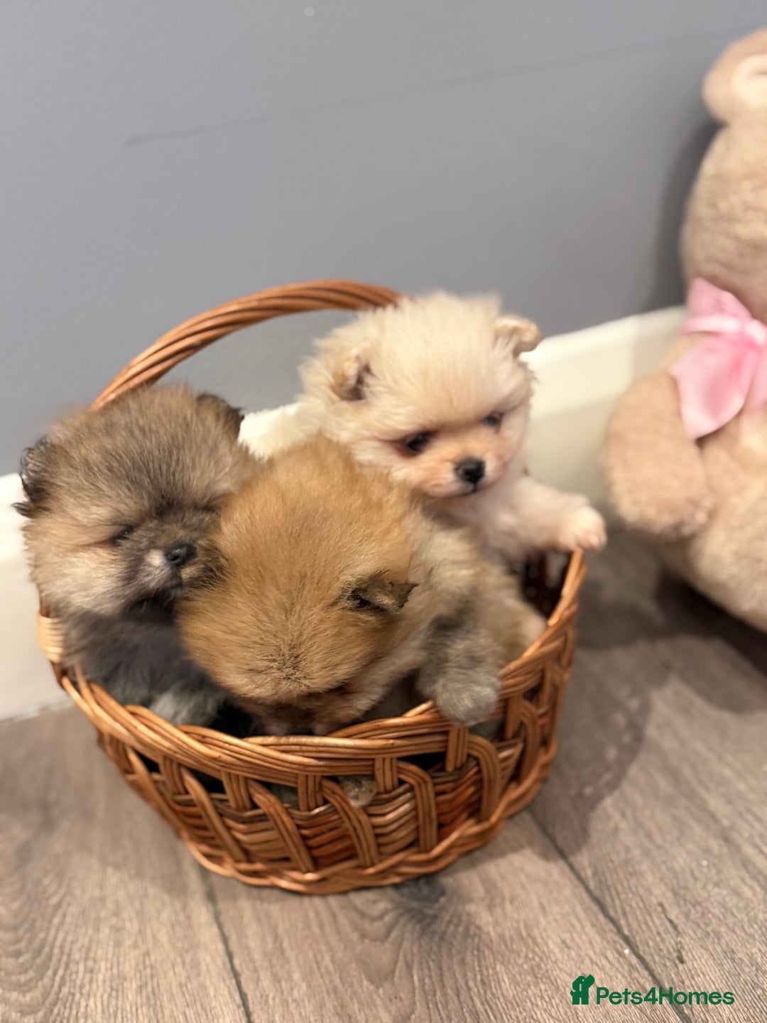 Pomeranian dogs for sale: Pomeranian puppies for sale .  - Advert 22