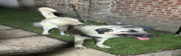 Turkish Kangal dogs for sale: KANGAL FOR SALE  in London - Advert 3