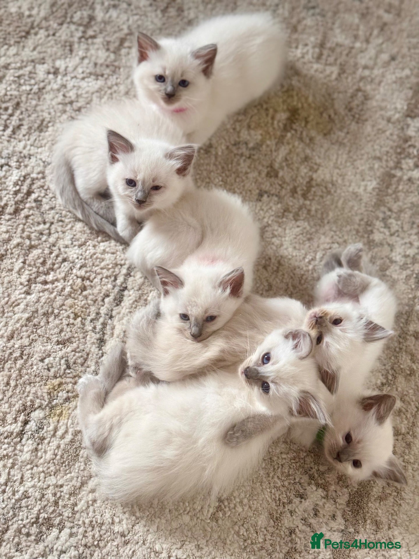 Ragdoll cats 🩵🔹💙Blue point ragdoll kittens💙🔹🩵 - Advert 4