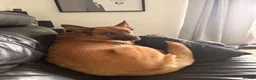 Mixed Breed dogs for sale: Looking to rehome - Advert 2