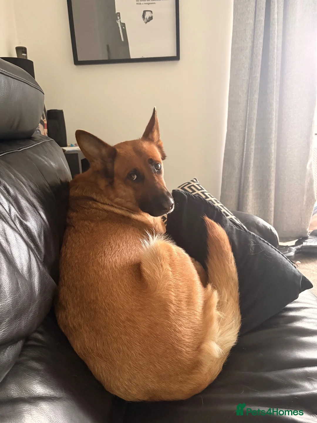 Mixed Breed dogs for sale: Looking to rehome - Advert 2