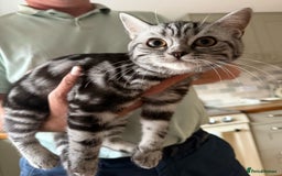 British Shorthair cats for sale: Beautiful British Shorthair girls very loving - Image 4