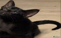 Oriental cats for sale: Oriental kitten - Image 24