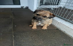 Border Terrier dogs for sale: Border terrier bitch kc reg - Image 2