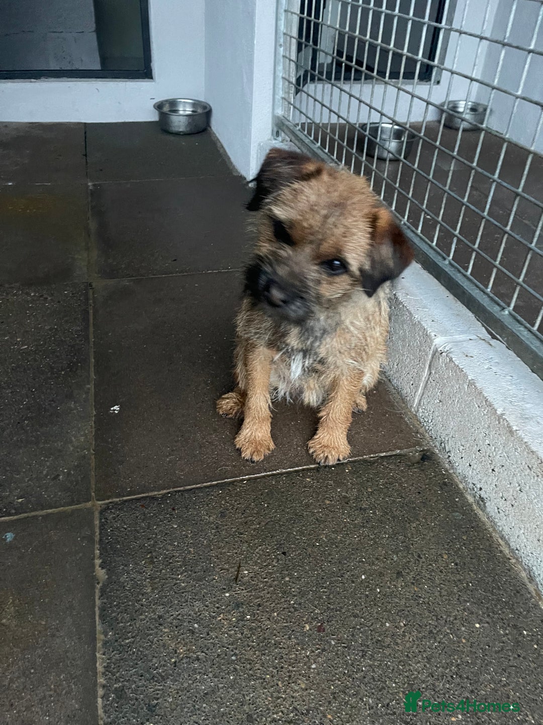 Border Terrier dogs for sale: Border terrier bitch kc reg - Image 2