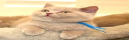 British Shorthair cats for sale: Chunky Teddy Bear ✨ Pure British Shorthair Kittens - Advert 15
