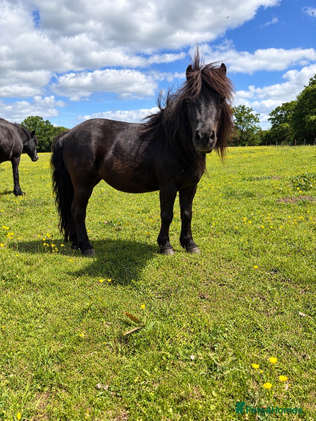 Shetland pony horses Tina Turner  - Advert 1