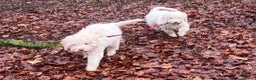 Lagotto Romagnolo dogs for sale: Stunning Litter of Pedigree Lagotto Romagnolo Pups - Advert 25