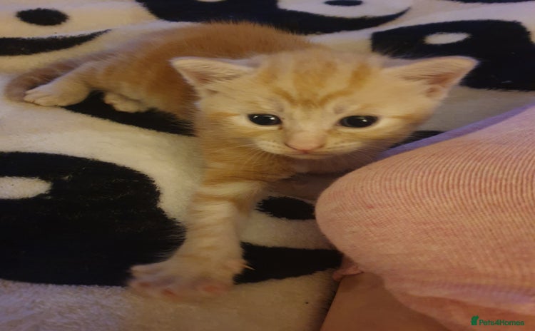 Domestic Shorthair cats - Advert 11