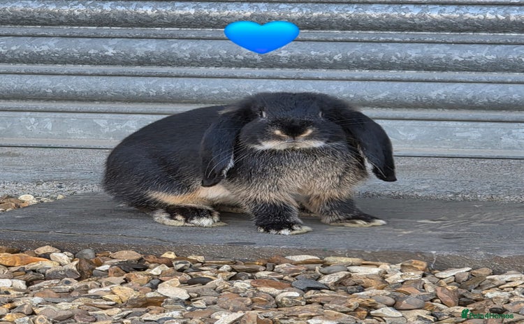 French Lop rabbits - Advert 14