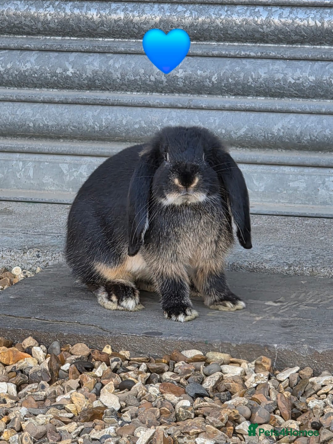 French Lop rabbits for sale: Giant French Lops - Image 1