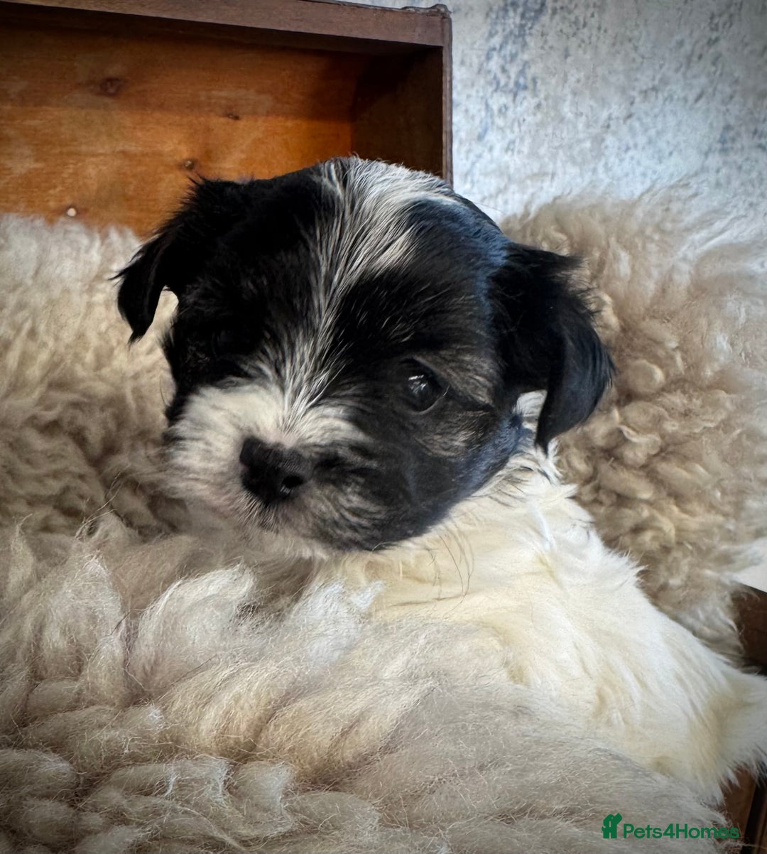 Maltese dogs for sale: Maltese x terrier - Advert 19