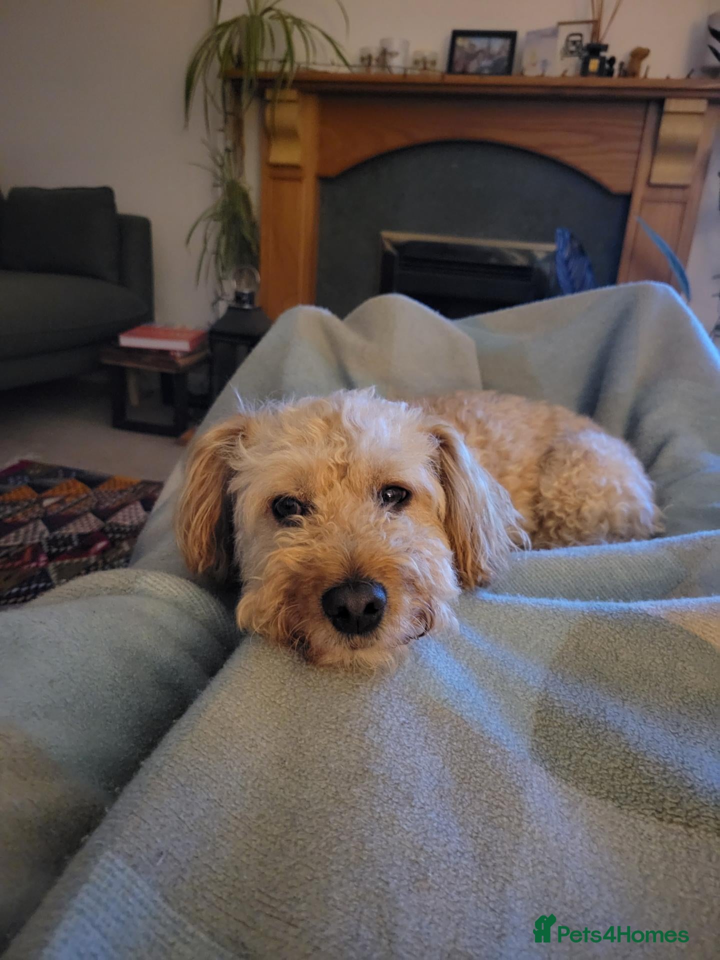 Mixed Breed dogs Lovely Leo needs a new home - Advert 2