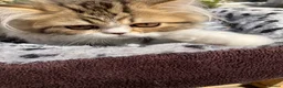 Persian cats for sale: Registered Pure Persian Kittens  - Advert 6