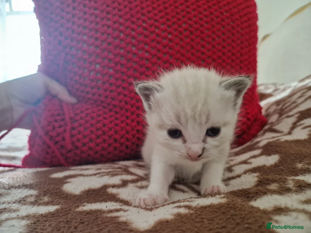 Mixed Breed cats for sale: Kitten  in Bracknell - Advert 1