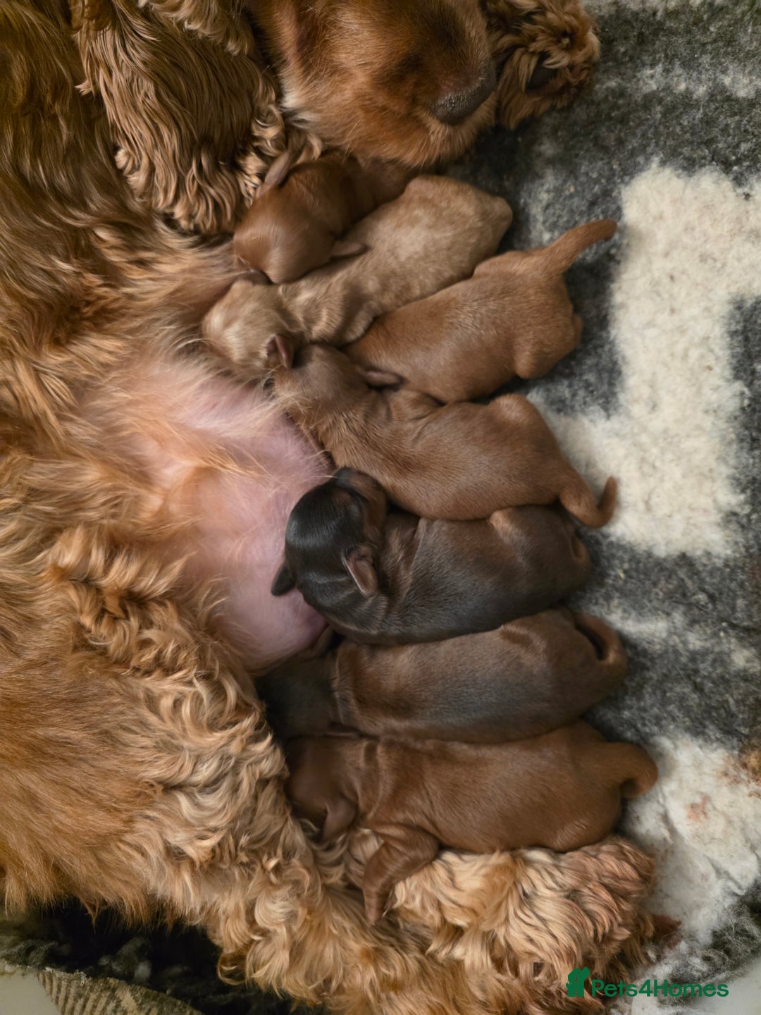 Cockapoo dogs for sale: Beautiful F1 Cockapoo Puppies - Advert 2