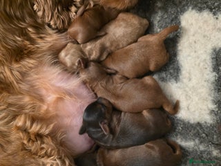 Cockapoo dogs Beautiful F1 Cockapoo Puppies - Advert 1