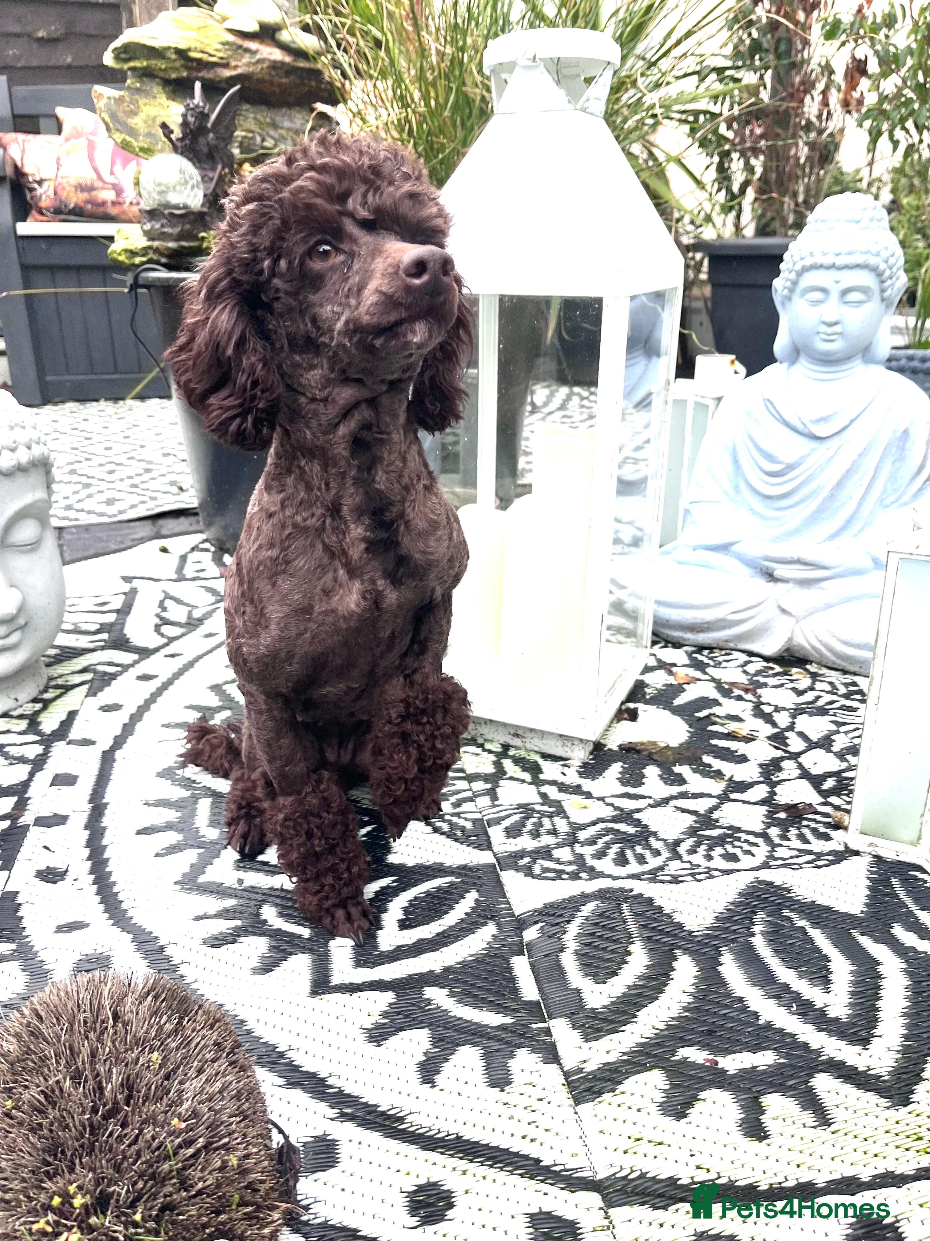 Miniature Poodle dogs Waiting list miniature poodles  - Advert 2