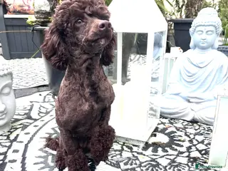 Miniature Poodle dogs Waiting list miniature poodles - Advert 2