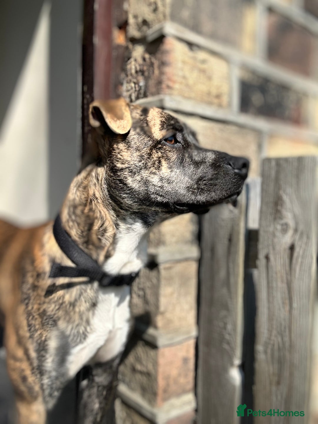 Mixed Breed dogs for sale: Boxer x Staffy  - Advert 6