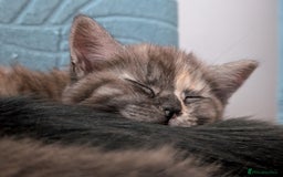 Maine Coon cats for sale: Maine Coon X kittens - Image 9