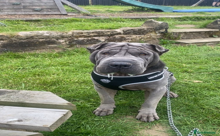 Shar Pei dogs in Sheffield - Advert 8