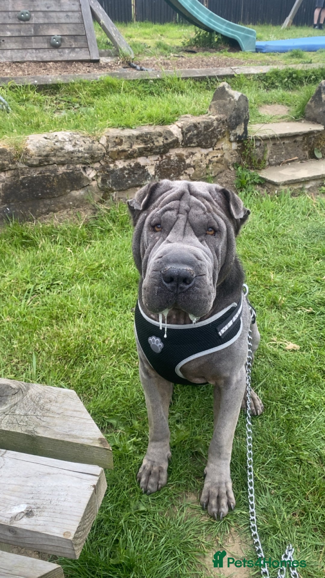 Shar Pei dogs for stud: Big boy Bleu in Sheffield - Image 1