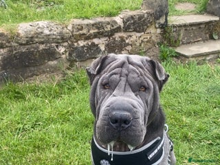 Shar Pei dogs in Sheffield - Advert 5