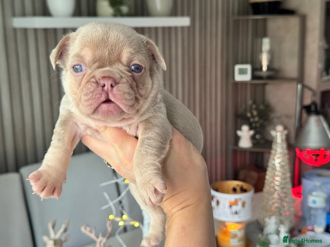 French Bulldog dogs for sale: Kc registered new shade french bulldog puppies  - Advert 5