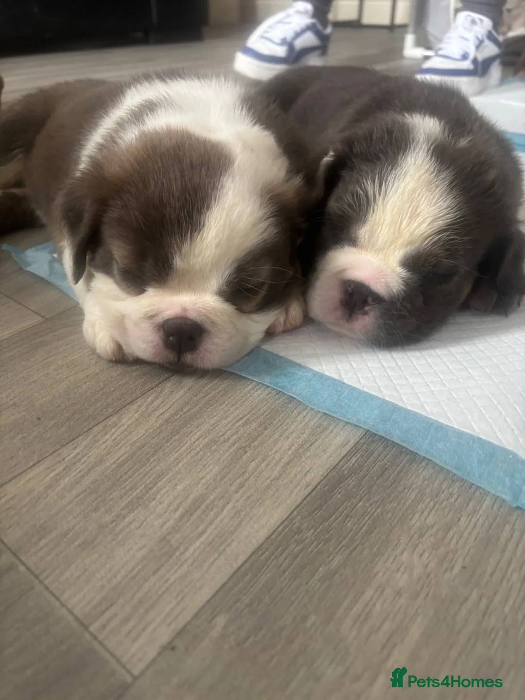 English Bulldog dogs for sale: FLUFFY ENGLISH BULLDOG  - Advert 2