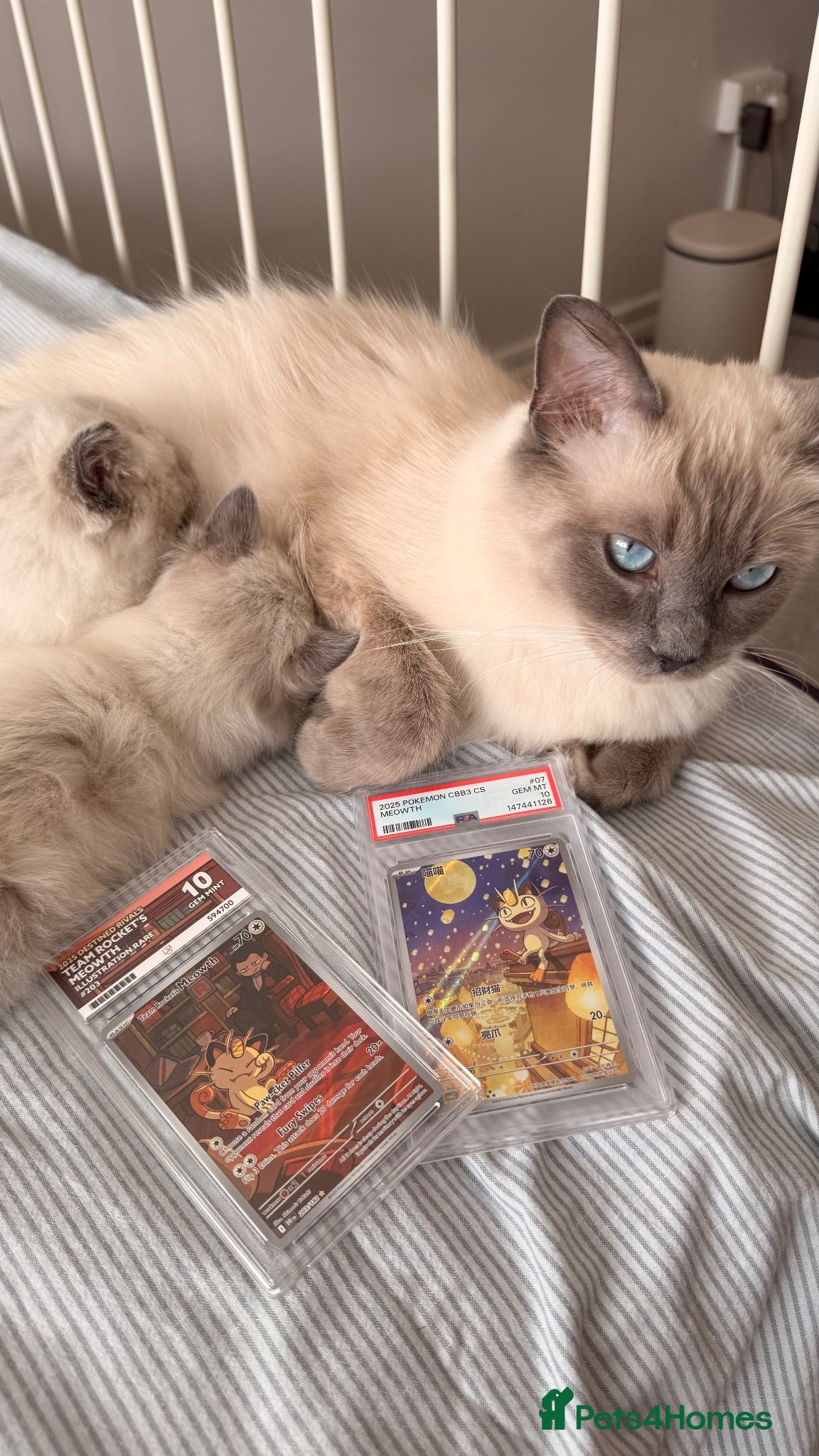 Ragdoll cats Beautiful Ragdoll Kittens – Ready 💙 - Advert 2