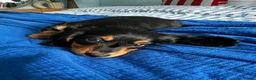 Dachshund dogs for sale: Miniature Dachshund Puppies Read Soon  - Advert 28