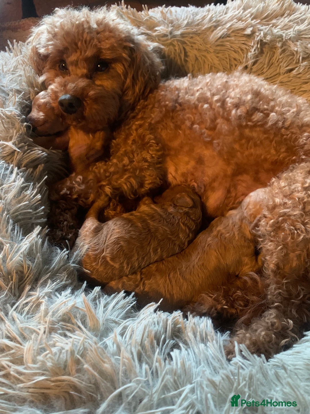 Toy Poodle dogs for sale: Tiny Red Toy Poodles Available now - Image 15