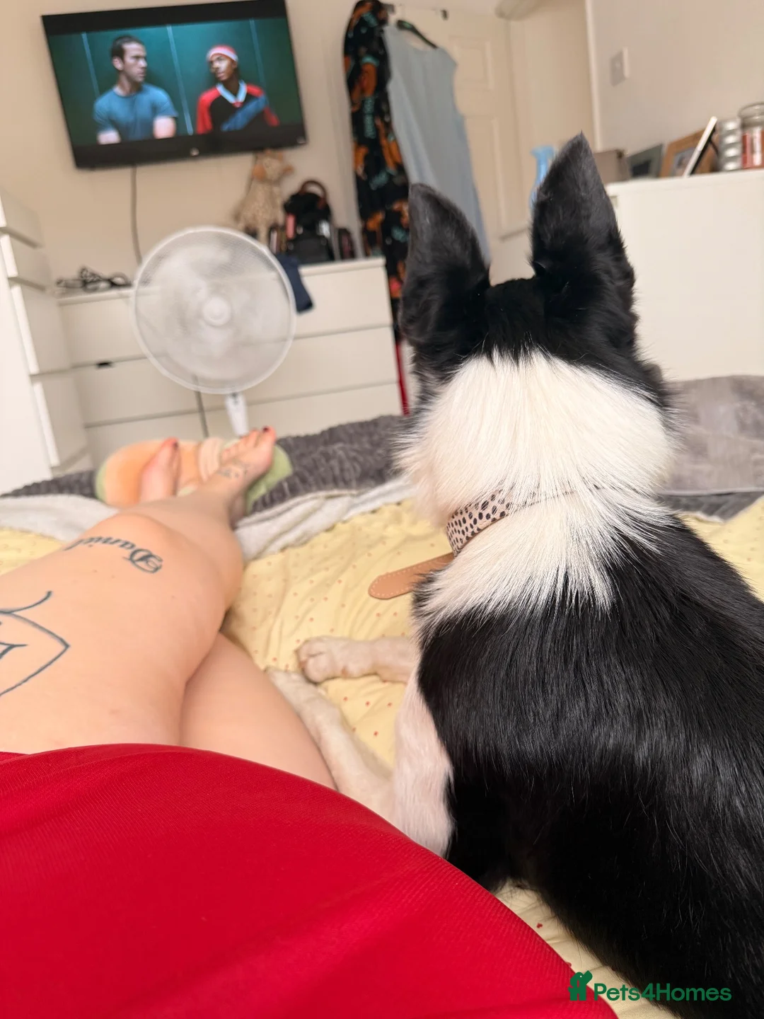 Border Collie dogs for sale: Meet Lass in Wellingborough - Advert 4