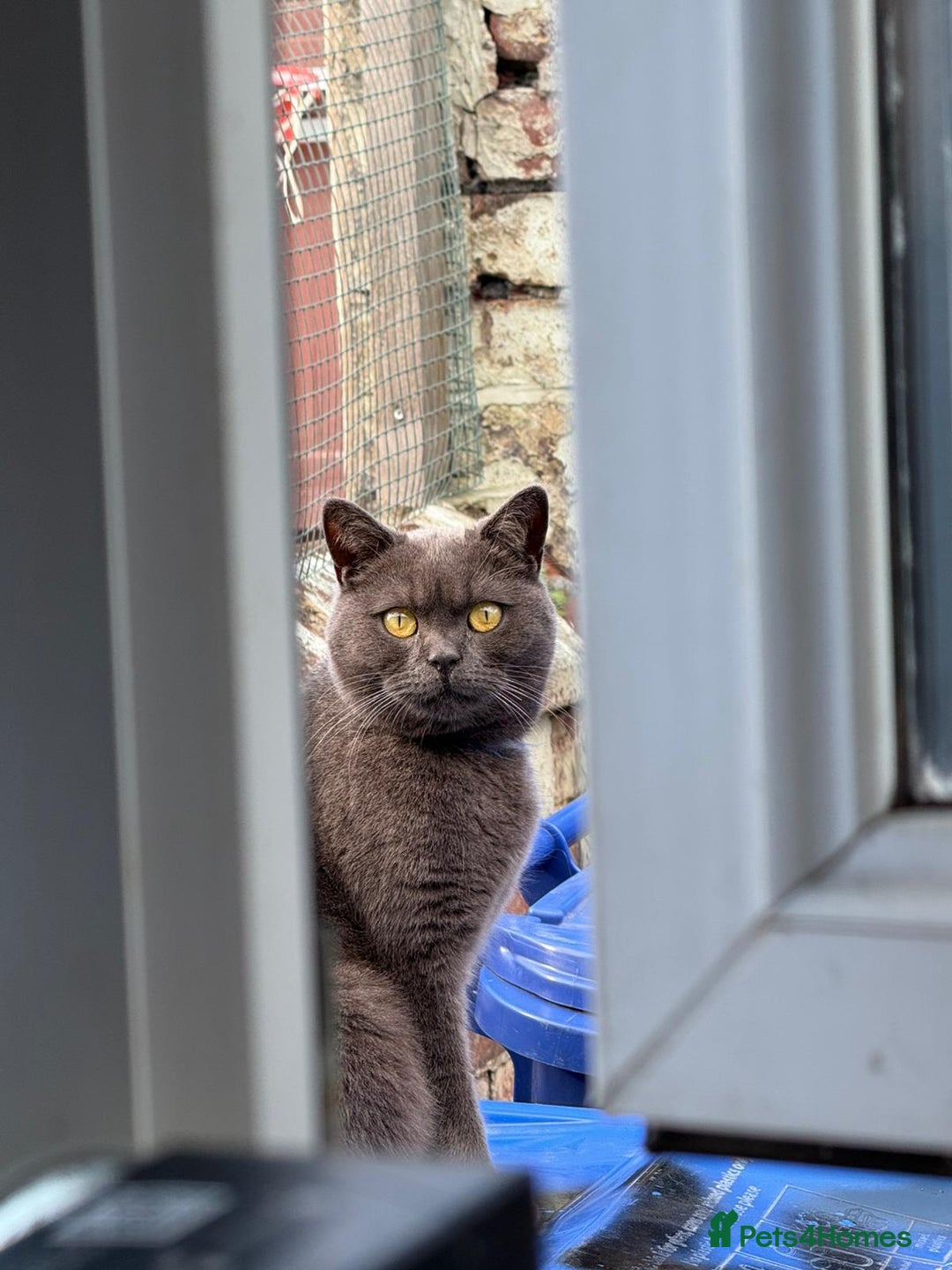 British Shorthair cats for sale: British shorthair NEEDS TO GO AS SOON AS POSSIBLE - Image 5
