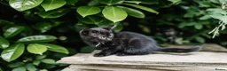 Mixed Breed cats for sale: LAST 2: British shorthair kittens - Advert 16