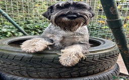 Schnauzer dogs for sale: Male adult standard schnauzers  - Image 6