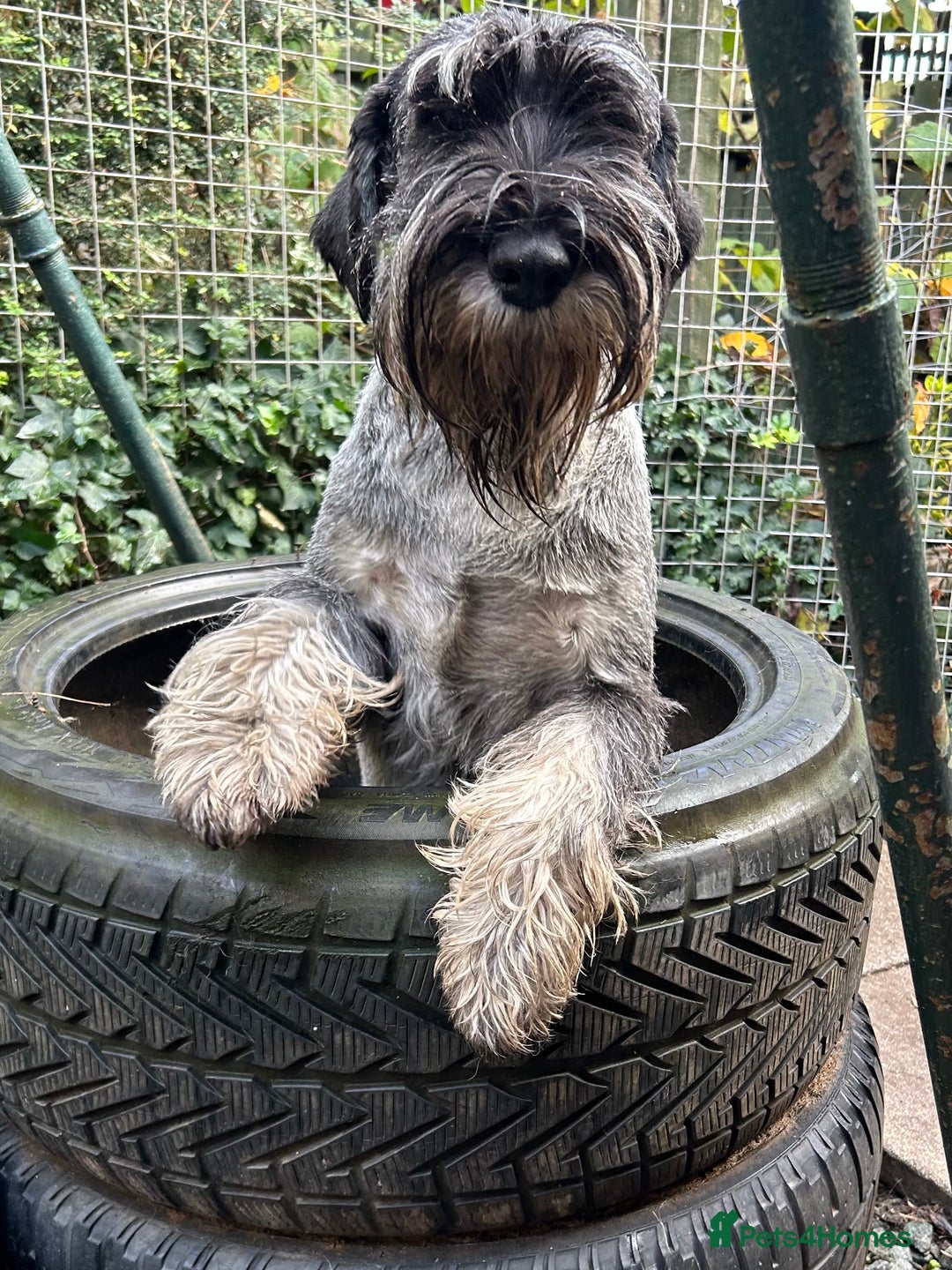 Schnauzer dogs for sale: Male adult standard schnauzers  - Image 6