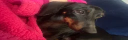 Miniature Dachshund dogs for sale: Miniature Dachshund- 4 Years old  - Advert 2