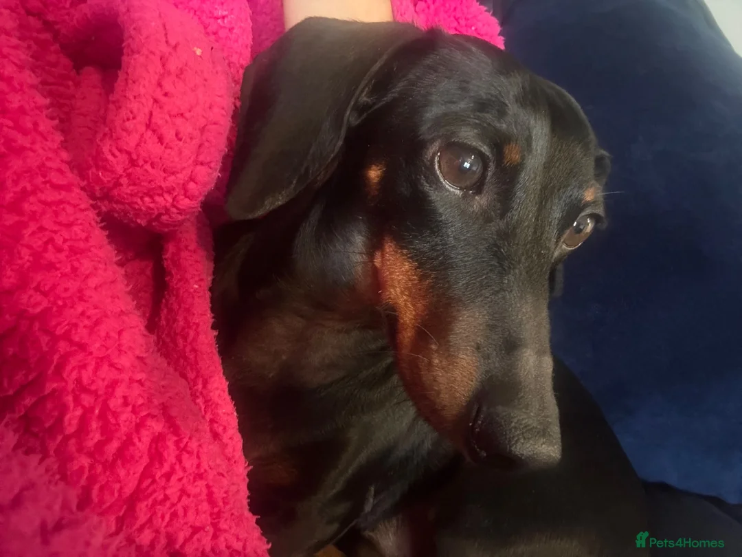 Miniature Dachshund dogs for sale: Miniature Dachshund- 4 Years old  - Advert 2
