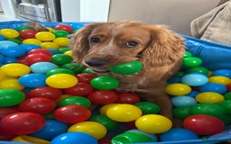 Cocker Spaniel dogs for sale: Melvin - Cocker Spaniel - 1 year old - Image 5