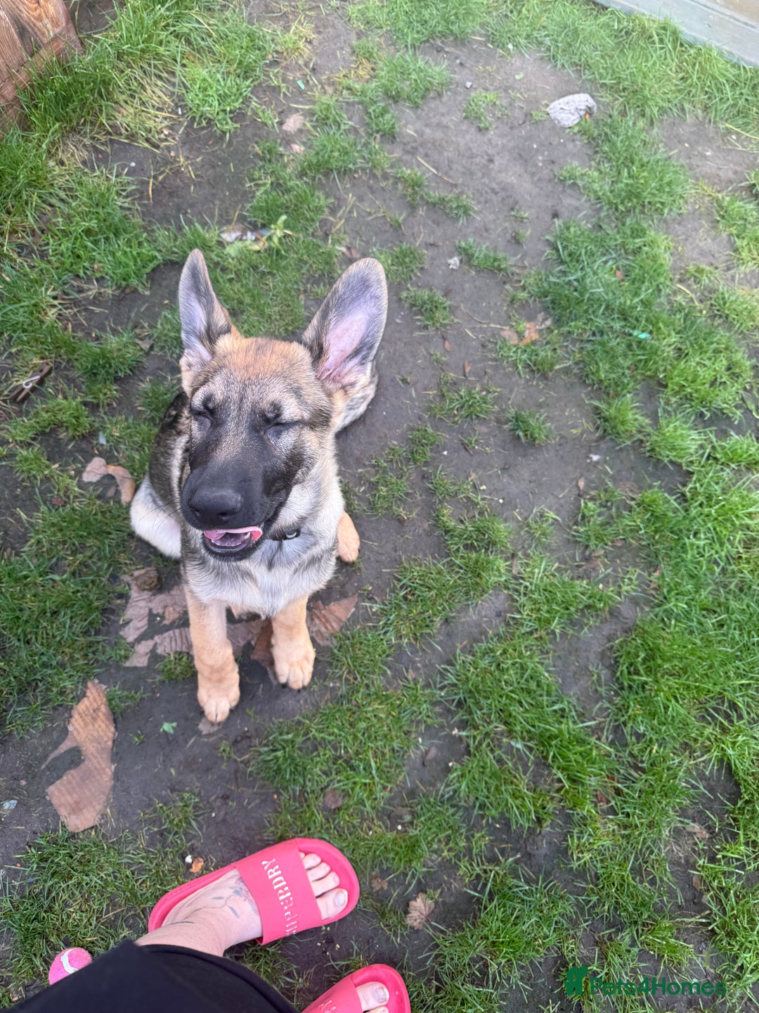 German Shepherd dogs for sale: 5 month old buddy  - Advert 5