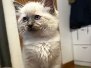 Ragdoll cats Kittens - Advert 3