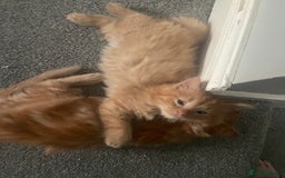 Mixed Breed cats for sale: Ready to go 29th oct  - Image 4