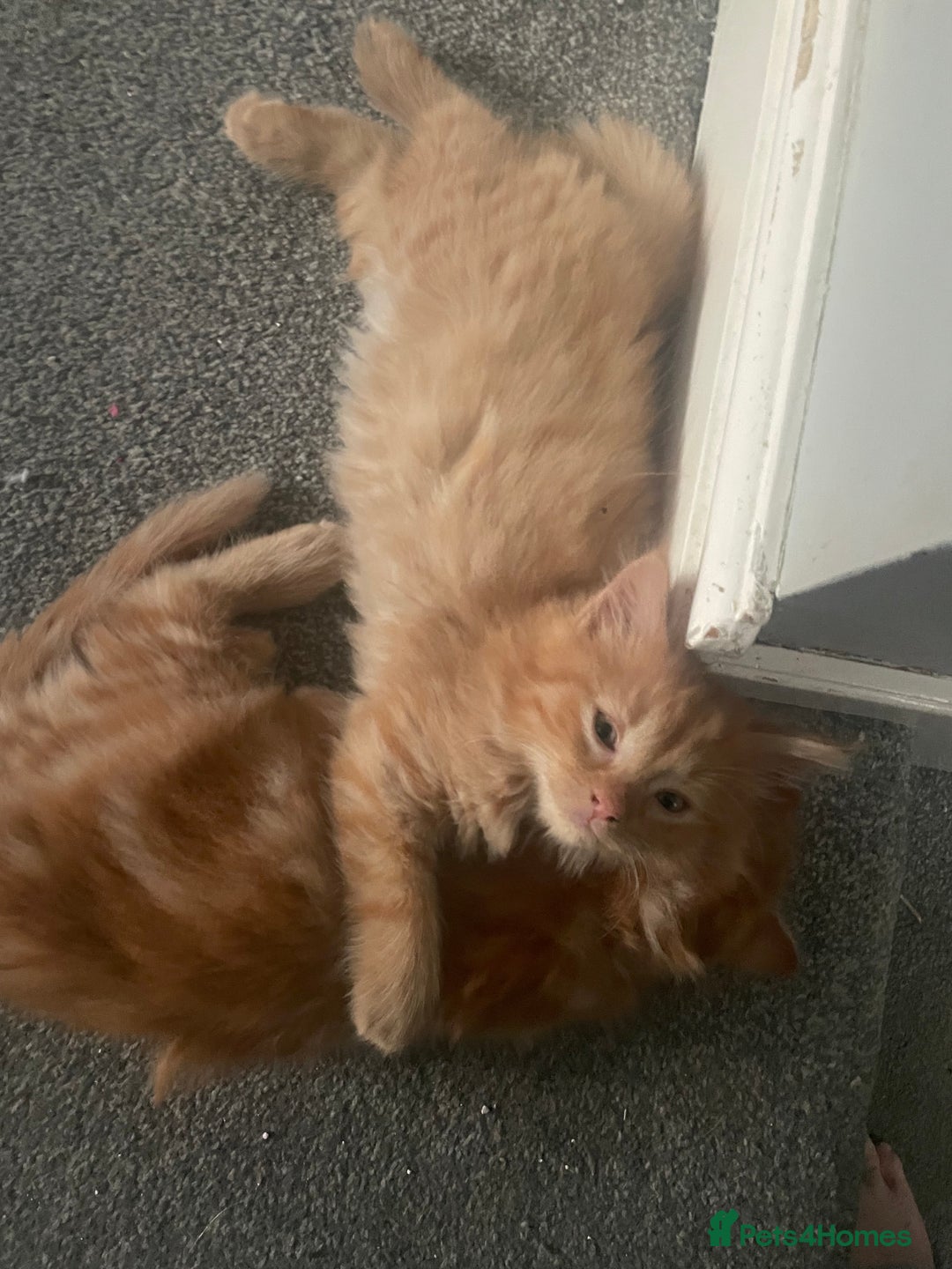 Mixed Breed cats for sale: Ready to go 29th oct  - Image 4