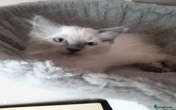 Ragdoll cats for sale: Gorgeous ,confident ragdolls stunning  - Image 6